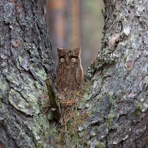 A1ljoDGTjGL._AC_SL1500